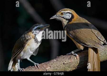 Un jeune de plus necklaced Laughingthrush (Garrulax pectoralis) subfusus avec son parent dans l'ouest de la Thaïlande Banque D'Images