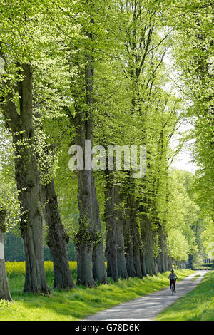 Allée de tilleuls, Lunebourg, Basse-Saxe, Allemagne Banque D'Images