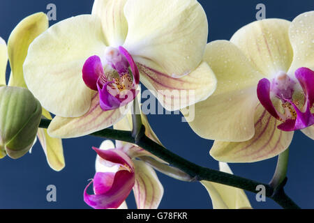 Papillon jaune orchidées (Phalaenopsis amabilis) Banque D'Images