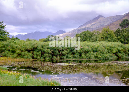 Stark-Conde winery dans la vallée de Jonkershoek, Stellenbosch, Afrique du Sud Banque D'Images