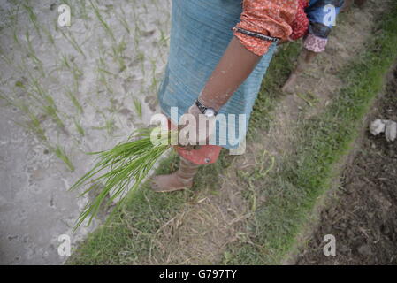 Katmandou, Népal. 25 Juin, 2016. Comme la saison de la mousson commence, le népalais les agriculteurs plantent du riz dans une rizière au début de la saison de mousson à Khokana, banlieue de la capitale de Katmandou, Népal, 25 juin 2016. Credit : imagespic/Alamy Live News Banque D'Images