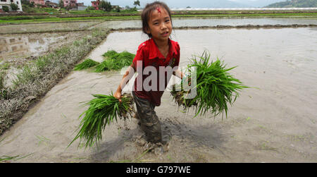 Katmandou, Népal. 25 Juin, 2016. Un enfant porte des plants de riz pour plantation à une rizière à Katmandou, Népal, 25 juin, 2016. Comme la saison de la mousson commence, peuple népalais commence à planter les champs de riz. © Sunil Sharma/Xinhua/Alamy Live News Banque D'Images