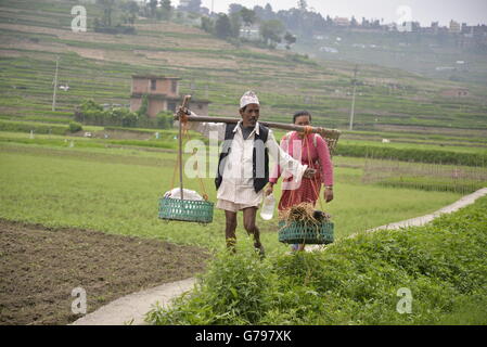 Katmandou, Népal. 25 Juin, 2016. Comme la saison de la mousson commence, le népalais les agriculteurs plantent du riz dans une rizière au début de la saison de mousson à Khokana, banlieue de la capitale de Katmandou, Népal, 25 juin 2016. Credit : imagespic/Alamy Live News Banque D'Images