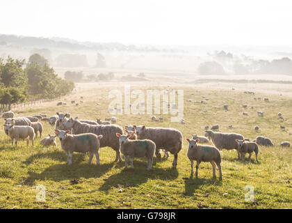 Gartness, Stirlingshire, Scotland, UK - 26 juin 2016 : Royaume-Uni - une belle misty de commencer la journée en milieu rural Stirlingshire, bien que de fortes pluies sont prévues dans l'après-midi : Crédit Kay Roxby/Alamy Live News Banque D'Images