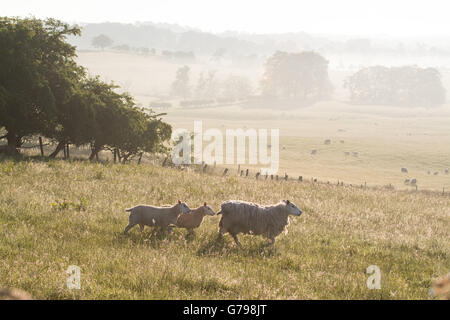 Gartness, Stirlingshire, Scotland, UK - 26 juin 2016 : Royaume-Uni - une belle misty de commencer la journée en milieu rural Stirlingshire, bien que de fortes pluies sont prévues dans l'après-midi : Crédit Kay Roxby/Alamy Live News Banque D'Images