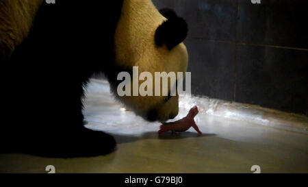 Macao. 26 Juin, 2016. Photo prise le 26 juin 2016 montre le panda géant Xinxin et son premier nouveau-né cub à Macao, Chine du sud. Panda géant Xinxin, qui est donné par le gouvernement central chinois comme un cadeau à Macao, a donné naissance à des jumeaux le dimanche à Macao. Les oursons pèsent 135 grammes et 53,8 grammes. © Xinhua/Alamy Live News Banque D'Images