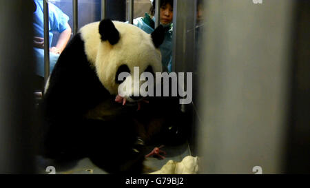 Macao. 26 Juin, 2016. Photo prise le 26 juin 2016 montre le panda géant Xinxin et deux nouveaux-nés d'oursons à Macao, Chine du sud. Panda géant Xinxin, qui est donné par le gouvernement central chinois comme un cadeau à Macao, a donné naissance à des jumeaux le dimanche à Macao. Les oursons pèsent 135 grammes et 53,8 grammes. © Xinhua/Alamy Live News Banque D'Images