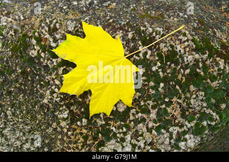 Seule grande feuille d'érable d'automne jaune et tombé sur la surface d'une grande pierre couverte de mousse. Banque D'Images