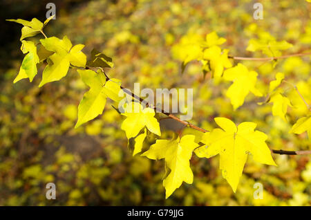 Petite branche d'érable avec de petites feuilles jaunes sur un fond de l'automne les feuilles tombées. Focus sélectif et defocu Banque D'Images