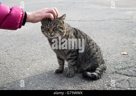 Gros plan main de femme chat gris errants pour enfants qui est assis sur l'asphalte des rues. Banque D'Images