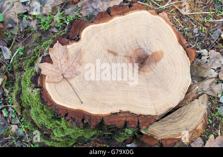 Vue de dessus d'une nouvelle souche d'arbre d'érable abattus dans une forêt close-up avec une faible profondeur de champ et la mise au point sélective. Banque D'Images