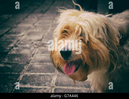 Photographie d'un chien sur un plancher de béton Banque D'Images