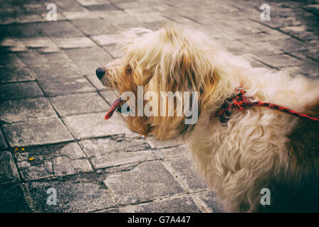 Photographie d'un chien sur un plancher de béton Banque D'Images