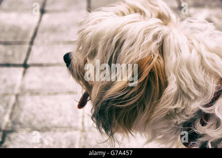 Photographie d'un chien sur un plancher de béton Banque D'Images