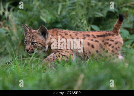 L'un des deux chatons carpathes Lynx, encore sans nom, de 10 semaines, explore leur enceinte au parc zoologique de Port Lympne, près d'Ashford, dans le Kent. Banque D'Images