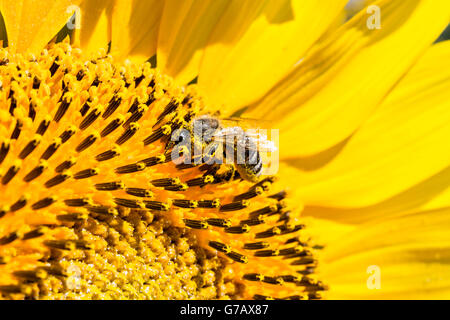 Une abeille sur le tournesol sous les feux du soleil, close-up Banque D'Images