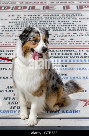 Merle Australian Sheperd Dog sur le trottoir comédie, comédie ou tapis dans Blackpool, Lancashire, UK Banque D'Images