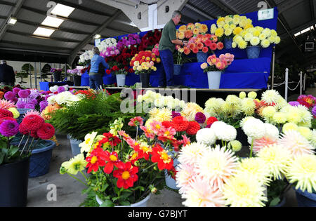 Harrogate Automne Flower Show Banque D'Images