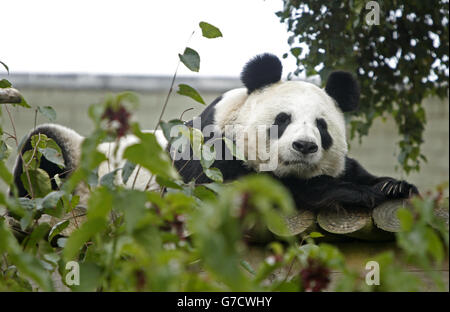 Grossesse de Panda Banque D'Images