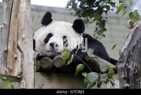 Le panda géant du zoo d'Édimbourg Tian Tian qui n'est plus enceinte, a annoncé le zoo. Banque D'Images