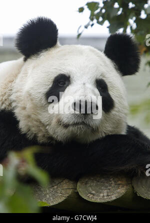 Le panda géant du zoo d'Édimbourg Tian Tian qui n'est plus enceinte, a annoncé le zoo. Banque D'Images