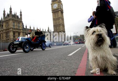 Barney le Cairn terrier se trouve au bord de la route, tandis que les conducteurs se trouvent dans leurs véhicules, traverse le pont de Westminster à Londres, pendant la course entre Londres et Brighton. Les passionnés d'automobile participent à la 71e course de l'événement, qui ne permet que les voitures construites avant 1905. Banque D'Images