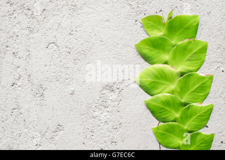 Ficus pumila Escalade sur mur blanc de vigne Banque D'Images