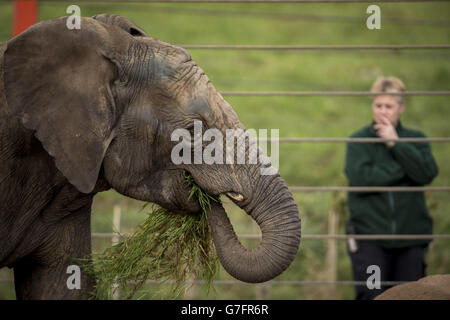 L'éléphant nouveau arrive à Bristol Zoo Gardens Banque D'Images