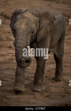 M'Changa, l'éléphant de taureau de six ans originaire de Suède, arrive à la ferme du zoo de Noah's Ark, à Bristol. Banque D'Images