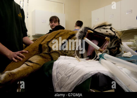 Sumatran Tiger travail dentaire.Une procédure de remplissage a lieu sur Amir, un tigre de Sumatran au parc animalier Howletts à Canterbury, dans le Kent. Banque D'Images