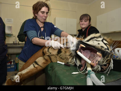 Le sang est prélevé d'Amir, un tigre de Sumatran, pendant un traitement dentaire au parc zoologique Howletts à Canterbury, dans le Kent. Banque D'Images