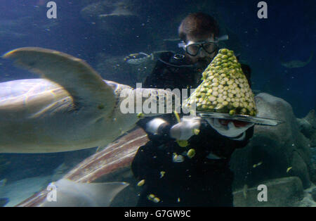 Charles-Edouard Fusari nourrit les pousses de Boris, une tortue rare de la mer verte à l'aquarium Sea Life de Londres. Banque D'Images