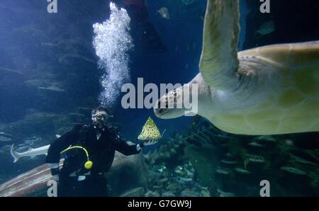 Charles-Edouard Fusari nourrit les pousses de Boris, une tortue rare de la mer verte à l'aquarium Sea Life de Londres. Banque D'Images