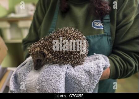 Un hérisson secouru est porté sur une serviette pour la protection des manutentionnaires après avoir été pesé par l'assistante de soin de la faune Carol Noble au centre de la faune RSPCA de West Hatch à Somerset, où beaucoup plus de nombre de hérissons ont été sauvés en raison de temps plus doux et plus de femelles ayant une troisième portée de bébés qui ne peuvent pas survivre à l'hiver. Banque D'Images