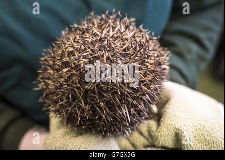 Un hérisson secouru dans une balle défensive extrêmement serrée car il est porté sur une serviette pour la protection des manutentionnaires après avoir été pesé par Carol Noble, assistante des soins de la faune, au centre de la faune RSPCA de West Hatch, dans le Somerset, où beaucoup plus de nombre de hérissons ont été sauvés en raison de temps plus doux et plus de femelles ayant une troisième portée de bébés qui ne peuvent pas survivre à l'hiver. Banque D'Images