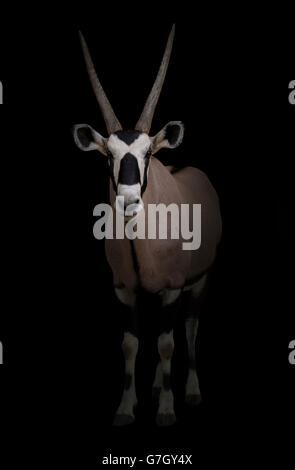 Gemsbok, Oryx gazella ou en fond sombre Banque D'Images