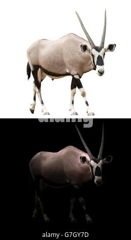 Oryx gemsbok ou debout dans un fond sombre Banque D'Images