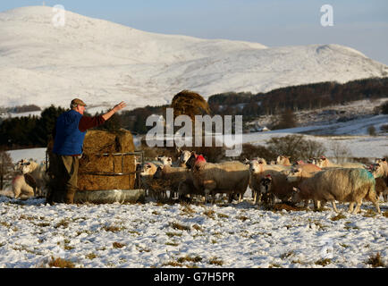 L'agriculteur Donald Cameron de Middleton, de la ferme de Dalrulzion près de Glenshee, donne son premier repas d'hiver à ses moutons après les chutes de neige, alors que les conditions météorologiques hivernales et hivernales balayeront la Grande-Bretagne cette semaine, ce qui suscitera la crainte de perturbations et de chaos dans les transports. Banque D'Images