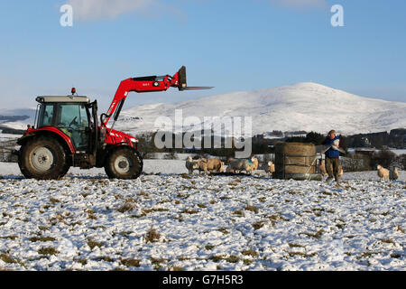 L'agriculteur Donald Cameron de Middleton, de la ferme de Dalrulzion près de Glenshee, donne son premier repas d'hiver à ses moutons après les chutes de neige, alors que les conditions météorologiques hivernales et hivernales balayeront la Grande-Bretagne cette semaine, ce qui suscitera la crainte de perturbations et de chaos dans les transports. Banque D'Images