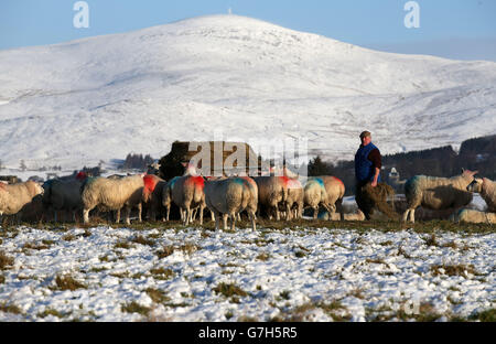 L'agriculteur Donald Cameron de Middleton, de la ferme de Dalrulzion près de Glenshee, donne son premier repas d'hiver à ses moutons après les chutes de neige, alors que les conditions météorologiques hivernales et hivernales balayeront la Grande-Bretagne cette semaine, ce qui suscitera la crainte de perturbations et de chaos dans les transports. Banque D'Images