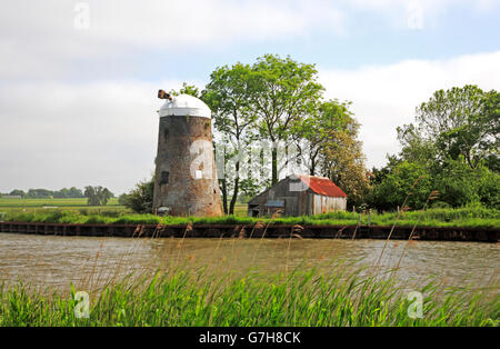 Vue de l'usine par le drainage Oby rivière Bure d'Upton, Norfolk, Angleterre, Royaume-Uni. Banque D'Images