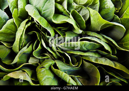 Le chou de Bruxelles (Brassica oleracea var. gemmifera), plants Banque D'Images