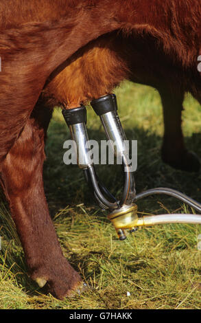 Vache Salers, race bovine française, être traite par machine, Auvergne, France, Europe Banque D'Images