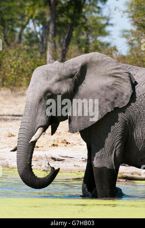 Elephant (Loxodonta africana), canal Savute, Linyanti, Botswana, Africa Banque D'Images