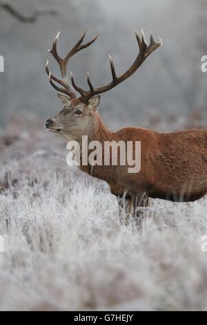 Un cerf se tient dans l'herbe couverte de givre dans Richmond Park, dans le sud-ouest de Londres, comme une grande partie du Royaume-Uni s'est réveillée par une matinée glacial. Banque D'Images