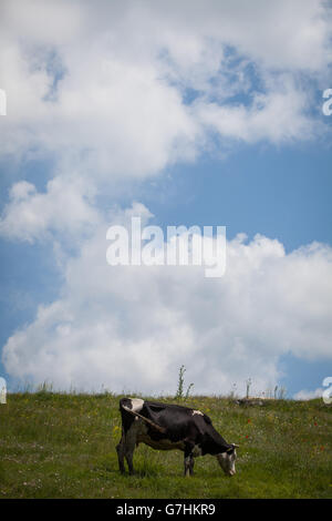 Vache Holstein broutant dans un champ, avec un ciel nuageux. Banque D'Images