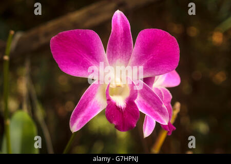 Une orchidée, fleur. Banque D'Images