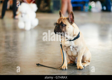 Perdu chien triste Bouledogue Français assis sur le plancher. Banque D'Images