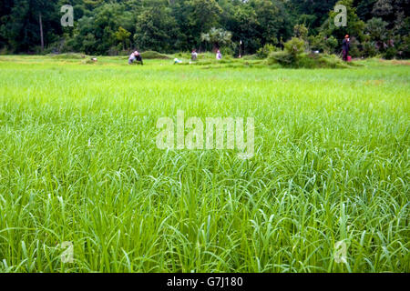 Les producteurs de riz sont travaillant dans un champ de riz à Chork, village au Cambodge. Banque D'Images