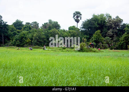 Les producteurs de riz sont travaillant dans un champ de riz à Chork, village au Cambodge. Banque D'Images